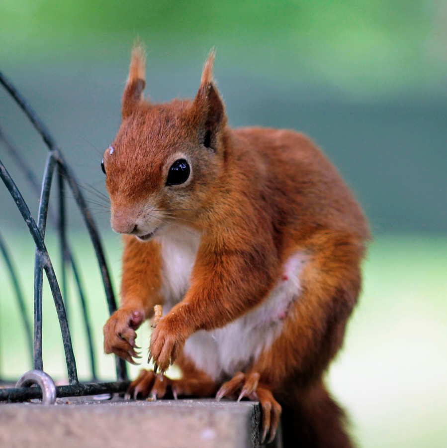 CH … New Mama ( June 25) 